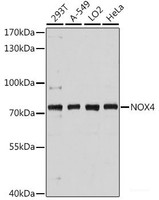 Western blot analysis of extracts of various cell lines using NOX4 Polyclonal Antibody at dilution of 1:3000.