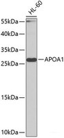 Western blot analysis of extracts of HL-60 cells using APOA1 Polyclonal Antibody at dilution of 1:1000.