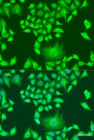 Immunofluorescence analysis of U2OS cells using APOA1 Polyclonal Antibody at dilution of 1:100. Blue: DAPI for nuclear staining.