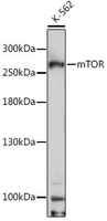 Western blot analysis of extracts of K-562 cells using mTOR Polyclonal Antibody at dilution of 1:1000.