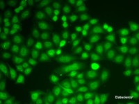 Immunofluorescence analysis of A549 cells using ASC / TMS1 Polyclonal Antibody