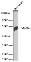 Western blot analysis of extracts of Rat ovary using SMAD3 Polyclonal Antibody at dilution of 1:1000.