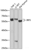 Western blot analysis of extracts of various cell lines using IRF5 Polyclonal Antibody at dilution of 1:1000.