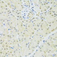 Immunohistochemistry of paraffin-embedded Rat pancreas using BRCA1 Polyclonal Antibody at dilution of 1:100 (40x lens) .