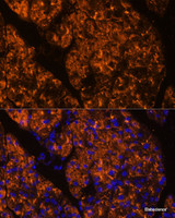 Immunofluorescence analysis of Rat pancreas using SERPINI2 Polyclonal Antibody at dilution of 1:100 (40x lens) . Blue: DAPI for nuclear staining.
