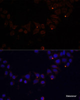 Immunofluorescence analysis of 293T cells using FXN / FRataxin Polyclonal Antibody at dilution of 1:100 (40x lens) . Blue: DAPI for nuclear staining.