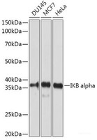 Western blot analysis of extracts of various cell lines using IKB alpha Polyclonal Antibody at dilution of 1:1000.
