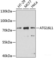 Western blot analysis of extracts of various cell lines using ATG16L1 Polyclonal Antibody at dilution of 1:1000.