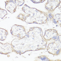 Immunohistochemistry of paraffin-embedded Human placenta using KL Polyclonal Antibody at dilution of 1:200 (40x lens) .