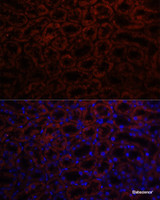 Immunofluorescence analysis of Rat kidney using KL Polyclonal Antibody at dilution of 1:100. Blue: DAPI for nuclear staining.