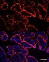 Immunofluorescence analysis of Human placenta using KL Polyclonal Antibody at dilution of 1:100. Blue: DAPI for nuclear staining.