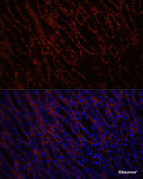 Immunofluorescence analysis of Mouse kidney using KL Polyclonal Antibody at dilution of 1:100. Blue: DAPI for nuclear staining.