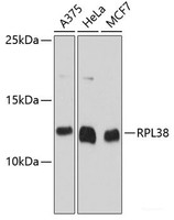 Western blot analysis of extracts of various cell lines using RPL38 Polyclonal Antibody at dilution of 1:3000.