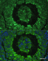 Immunofluorescence analysis of Mouse testis cells using DEFB121 Polyclonal Antibody at dilution of 1:100. Blue: DAPI for nuclear staining.