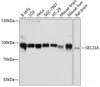 Western blot analysis of extracts of various cell lines using SEC23A Polyclonal Antibody at dilution of 1:3000.