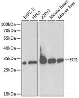 Western blot analysis of extracts of various cell lines using ECI1 Polyclonal Antibody at dilution of 1:1000.