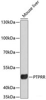 Western blot analysis of extracts of Mouse liver using PTPRR Polyclonal Antibody at dilution of 1:3000.