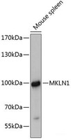 Western blot analysis of extracts of Mouse spleen using MKLN1 Polyclonal Antibody at dilution of 1:3000.