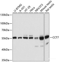Western blot analysis of extracts of various cell lines using CCT7 Polyclonal Antibody at dilution of 1:3000.