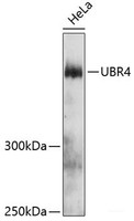 Western blot analysis of extracts of HeLa cells using UBR4 Polyclonal Antibody at dilution of 1:3000.