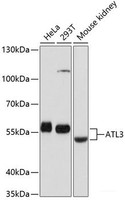 Western blot analysis of extracts of various cell lines using ATL3 Polyclonal Antibody at dilution of 1:1000.
