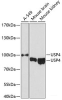 Western blot analysis of extracts of various cell lines using USP4 Polyclonal Antibody at dilution of 1:3000.