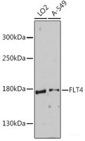 Western blot analysis of extracts of various cell lines using FLT4 Polyclonal Antibody at dilution of 1:1000.