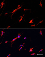 Immunofluorescence analysis of PC-12 cells using ENO2 Polyclonal Antibody at dilution of 1:100. Blue: DAPI for nuclear staining.