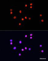 Immunofluorescence analysis of HT-29 cells using UBA1 Polyclonal Antibody at dilution of 1:100. Blue: DAPI for nuclear staining.