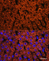Immunofluorescence analysis of Rat liver using F2 Polyclonal Antibody at dilution of 1:100. Blue: DAPI for nuclear staining.