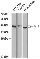 Western blot analysis of extracts of various cell lines using F11R Polyclonal Antibody at dilution of 1:1000.