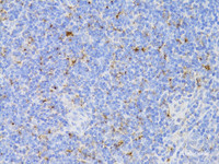 Immunohistochemistry of paraffin-embedded Mouse spleen using CD3E Antigen Polyclonal Antibody at dilution of 1:100 (40x lens) .