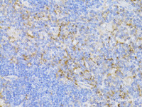 Immunohistochemistry of paraffin-embedded Mouse thymus using CD3E Antigen Polyclonal Antibody at dilution of 1:100 (40x lens) .