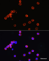 Immunofluorescence analysis of RAW264.7 cells using CD3E Antigen Polyclonal Antibody at dilution of 1:100. Blue: DAPI for nuclear staining.