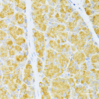 Immunohistochemistry of paraffin-embedded Rat pancreas using FLT3 Polyclonal Antibody at dilution of 1:100 (40x lens) .