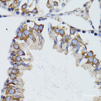 Immunohistochemistry of paraffin-embedded Mouse testis using HEXA Polyclonal Antibody at dilution of 1:100 (40x lens) .