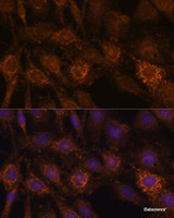 Immunofluorescence analysis of C6 cells using HIBADH Polyclonal Antibody at dilution of 1:100. Blue: DAPI for nuclear staining.