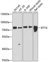Western blot analysis of extracts of various cell lines using IFT74 Polyclonal Antibody at dilution of 1:3000.