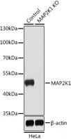 Western blot analysis of extracts from normal (control) and MAP2K1 knockout (KO) HeLa cells using MAP2K1 Polyclonal Antibody at dilution of 1:1000.