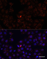 Immunofluorescence analysis of HeLa cells using WDR81 Polyclonal Antibody at dilution of 1:100. Blue: DAPI for nuclear staining.