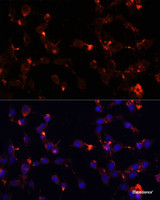 Immunofluorescence analysis of NIH/3T3 cells using WDR81 Polyclonal Antibody at dilution of 1:100. Blue: DAPI for nuclear staining.
