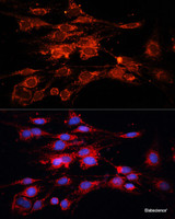Immunofluorescence analysis of C6 cells using RAB7A Polyclonal Antibody at dilution of 1:100. Blue: DAPI for nuclear staining.
