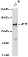 Western blot analysis of extracts of HT-29 cells using MCF2 Polyclonal Antibody at dilution of 1:3000.