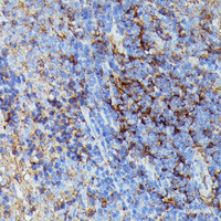 Immunohistochemistry of paraffin-embedded Rat spleen using HLA-B Polyclonal Antibody at dilution of 1:100 (40x lens) .