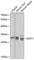 Western blot analysis of extracts of various cell lines using GSTT1 Polyclonal Antibody at dilution of 1:1000.