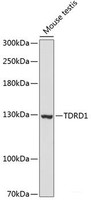 Western blot analysis of extracts of Mouse testis using TDRD1 Polyclonal Antibody at dilution of 1:3000.