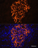 Immunofluorescence analysis of Rat pancreas using PNLIPRP2 Polyclonal Antibody at dilution of 1:100. Blue: DAPI for nuclear staining.