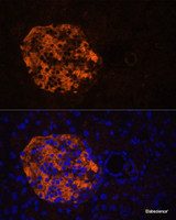 Immunofluorescence analysis of Mouse pancreas using PNLIPRP2 Polyclonal Antibody at dilution of 1:100. Blue: DAPI for nuclear staining.