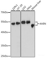 Western blot analysis of extracts of various cell lines using AVEN Polyclonal Antibody at dilution of 1:3000.