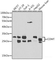 Western blot analysis of extracts of various cell lines using COMT Polyclonal Antibody at dilution of 1:1000.